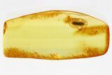 Detailed Fossil False Click Beetle (Jaira) in Baltic Amber - Rare #346378-2